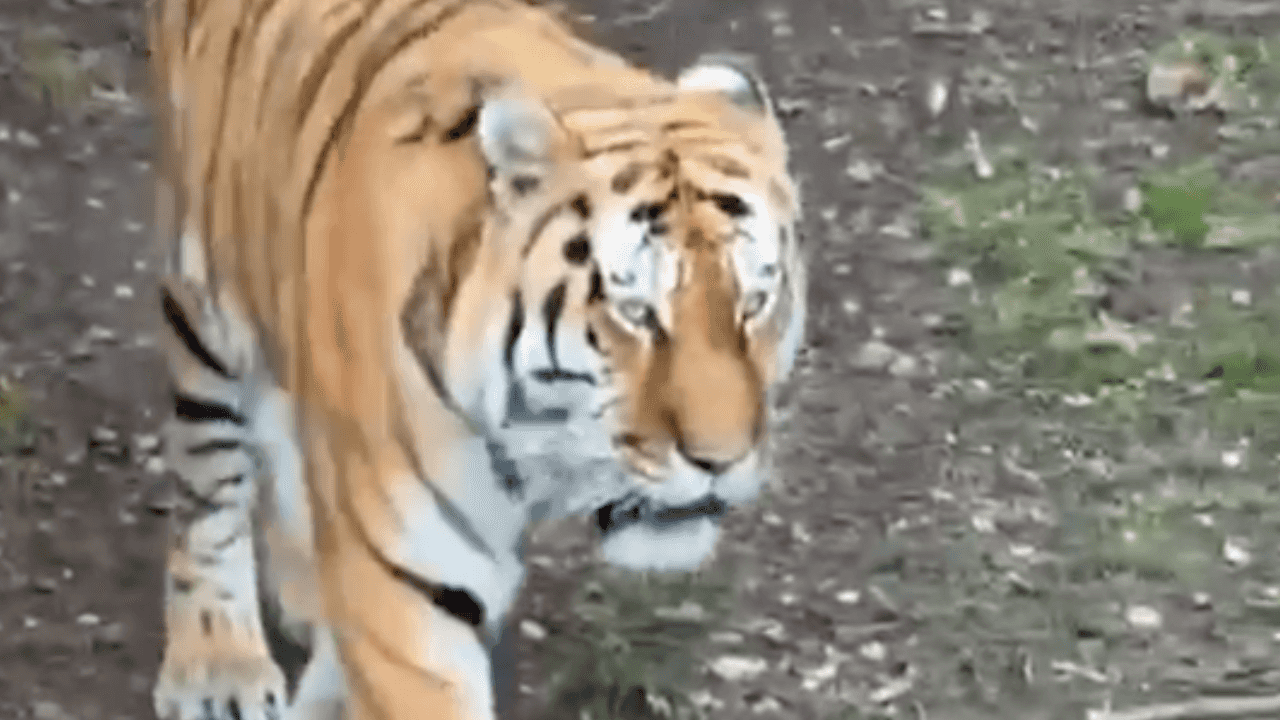 Yorkshire Wildlife Park latest as park issues update after fatal tiger attack Yorkshire Wildlife Park latest as park issues update after fatal tiger attack