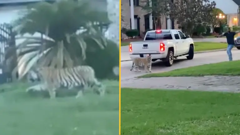 Tiger roaming street in Houston ends in tense stand off Tiger roaming street in Houston ends in tense stand off