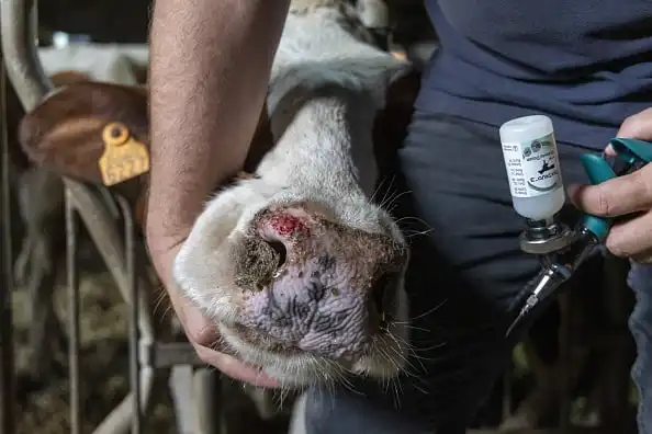 Bluetongue outbreak hits record high on British farms Bluetongue outbreak hits record high on British farms