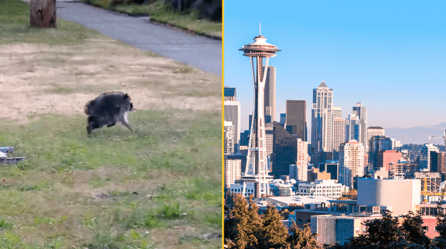‘Mutant’ creature named Jimothy leaves US city baffled ‘Mutant’ creature named Jimothy leaves US city baffled