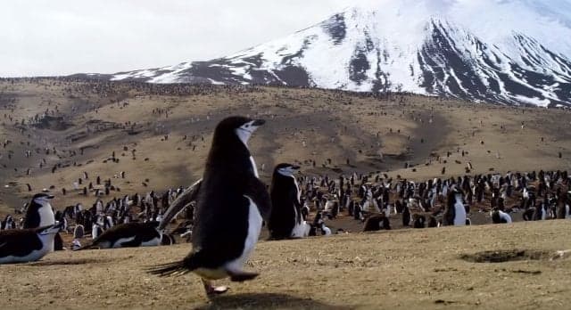 WATCH: Trailer for new David Attenborough series looks absolutely incredible WATCH: Trailer for new David Attenborough series looks absolutely incredible