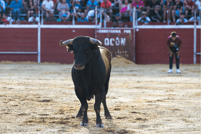 Man dies after being gored during Spanish bullfighting festival Man dies after being gored during Spanish bullfighting festival