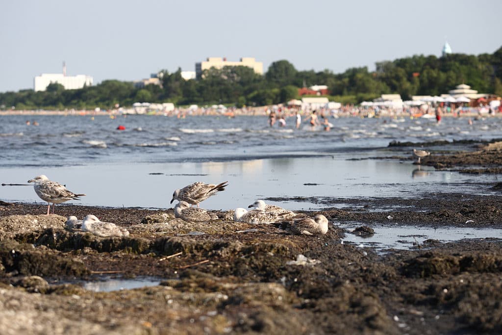 A warning sign of a mass extinction event is on the rise, scientists warn