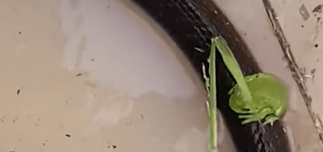Frog, beetle and two mice team up with snake to escape flood