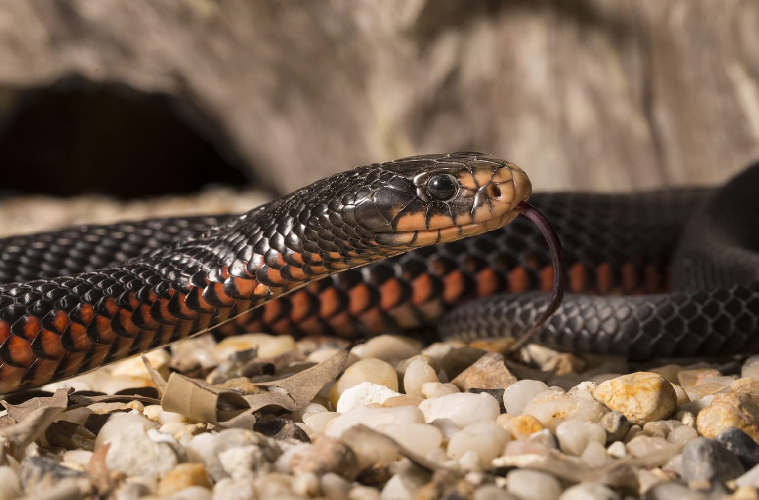 Guy suffers venomous bite from snake wine that ‘came back to life’