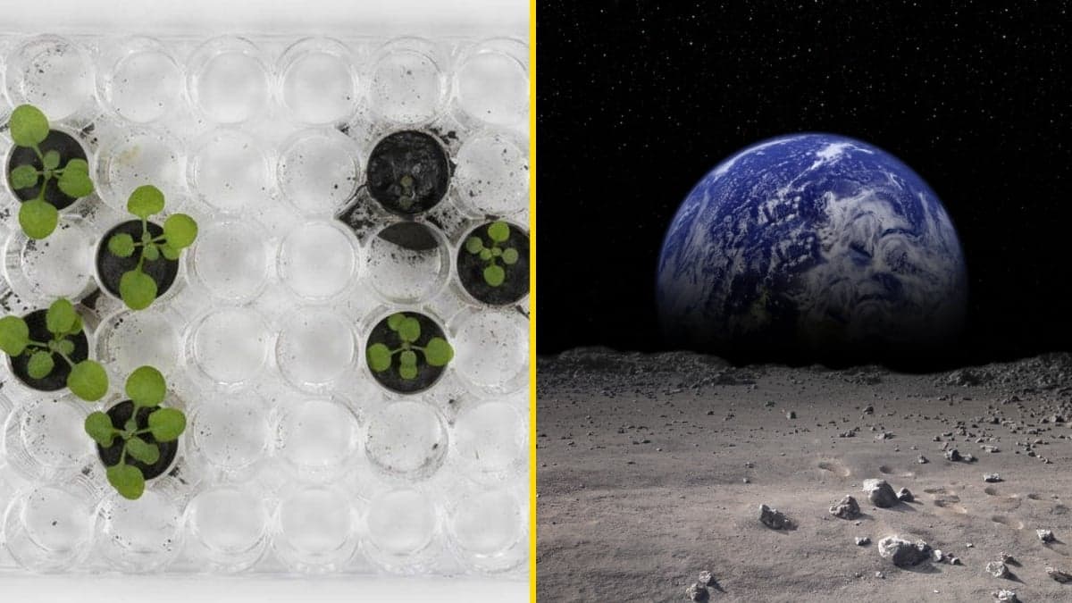 Scientist ‘astonished’ with breakthrough as Moon soil grows plants for the first time