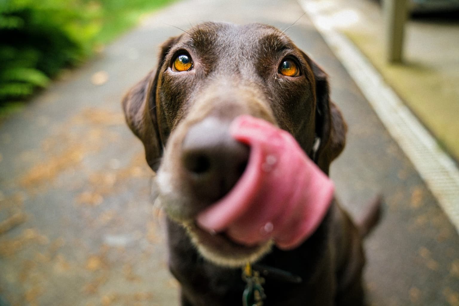 Here’s how often you should feed your dog – the results even surprised scientists