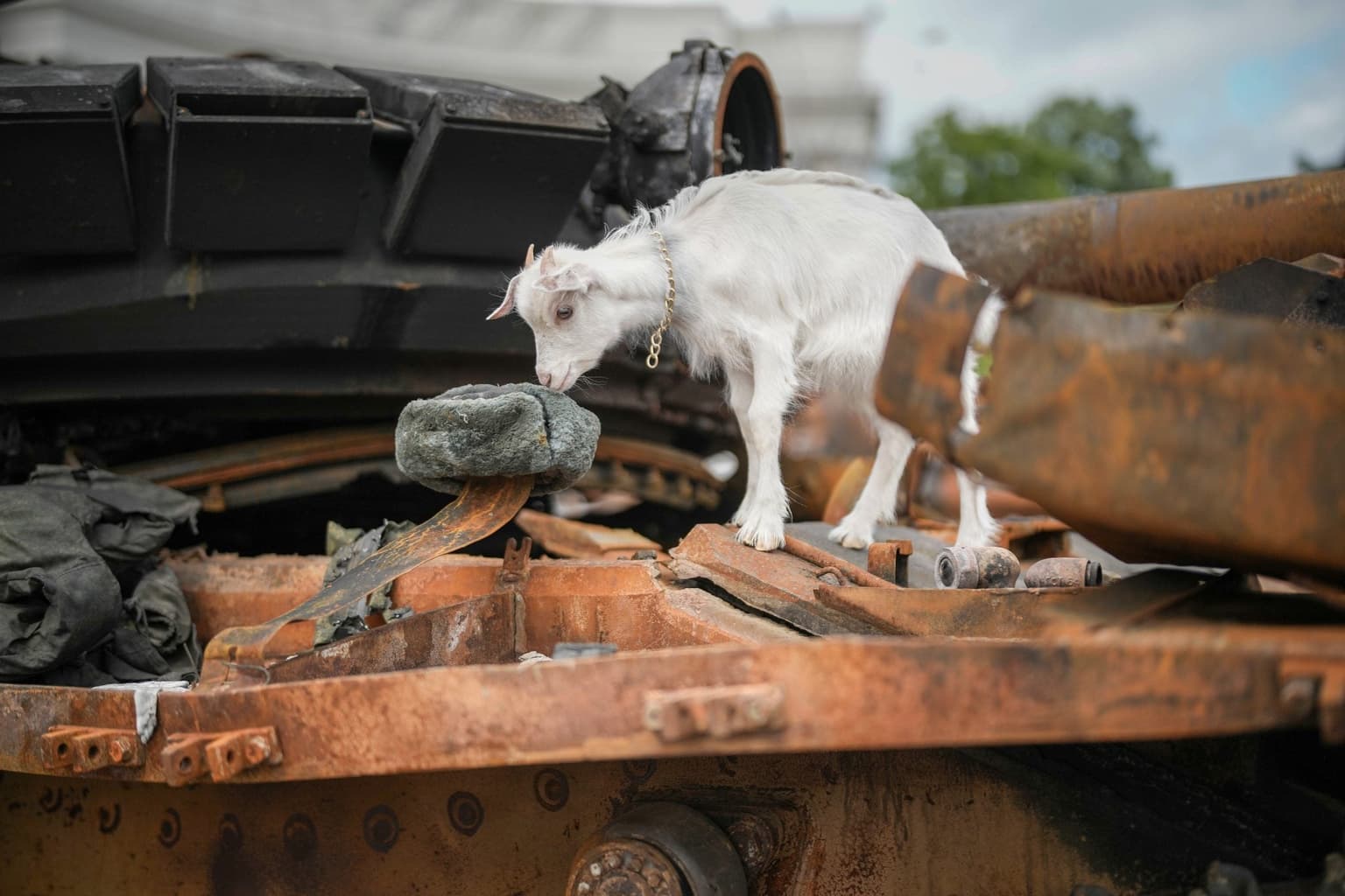 Goat triggers boobytrap injuring 40 Russian soldiers who had just planted cache of grenades