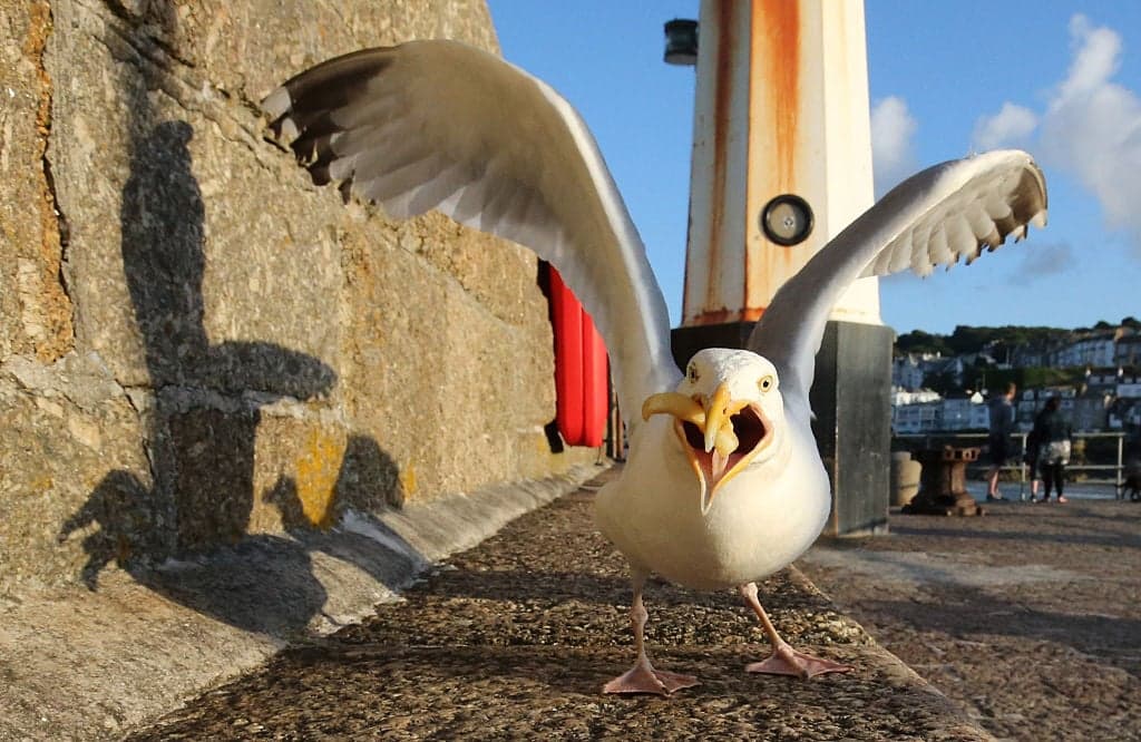 Wetherspoons bans punter after he punches seagull to death for stealing chip