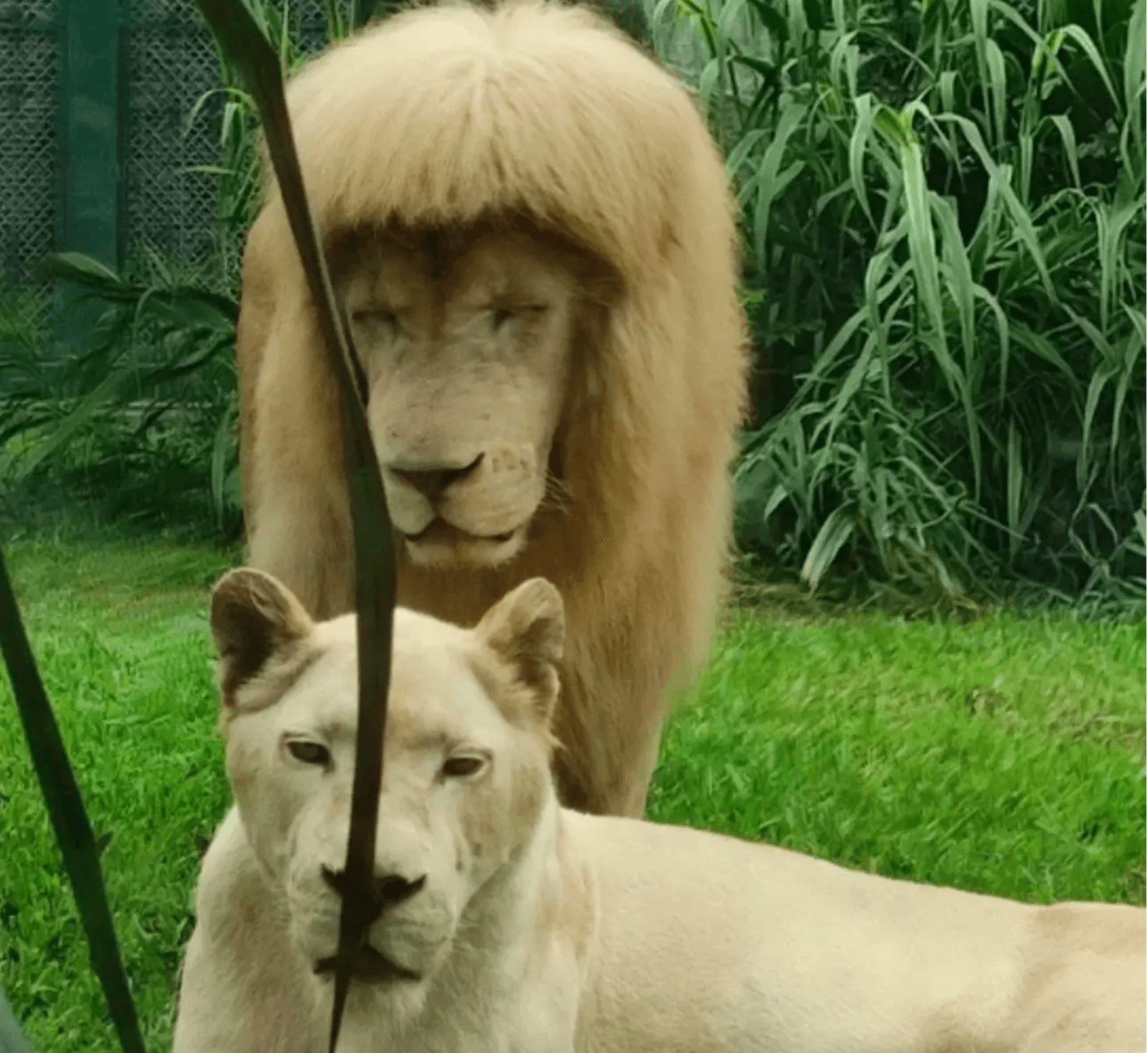 Chinese zookeepers forced to defend lion’s haircut – insist they did not give it ‘bangs’