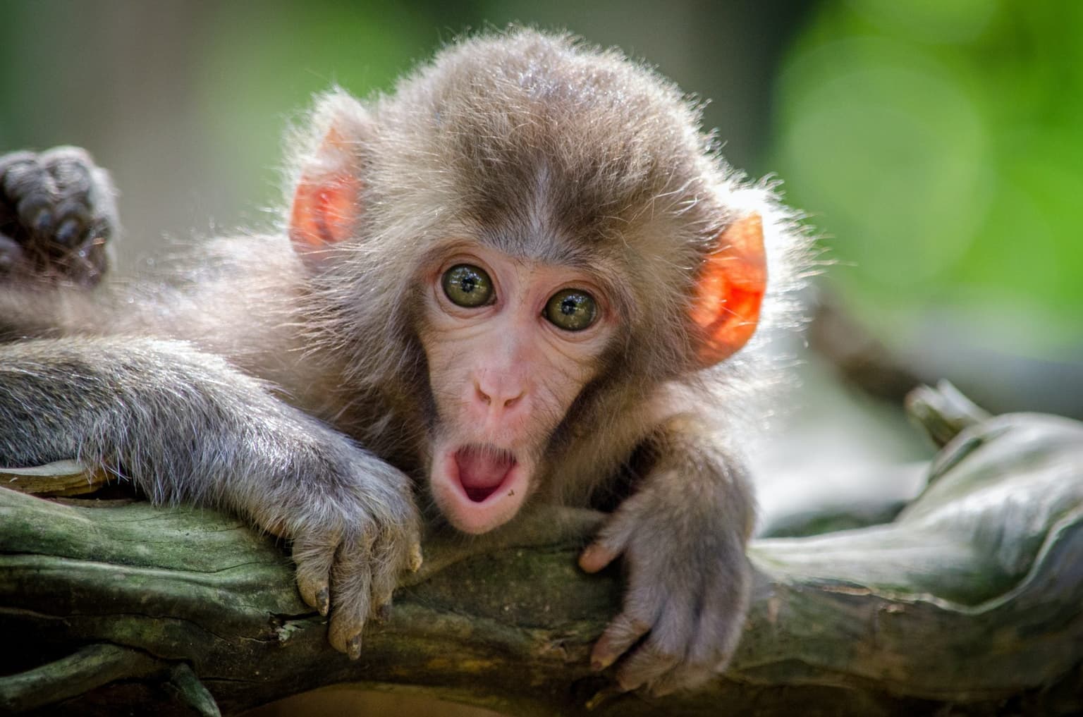 Monkeys given their own versions of Netflix and Spotify to see what happened