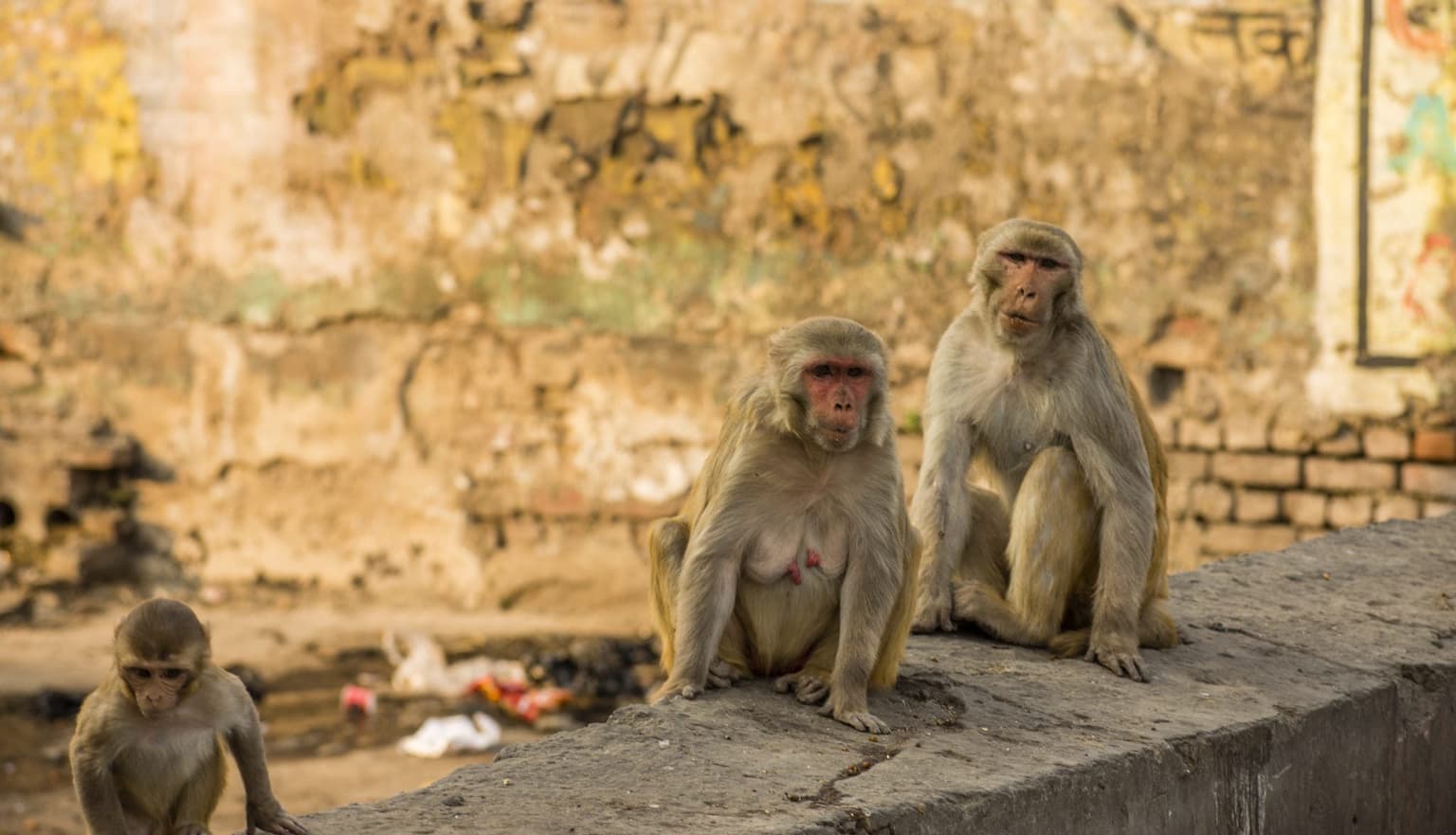 Monkey hurls newborn baby off three storey roof to his death in front of horrified parents
