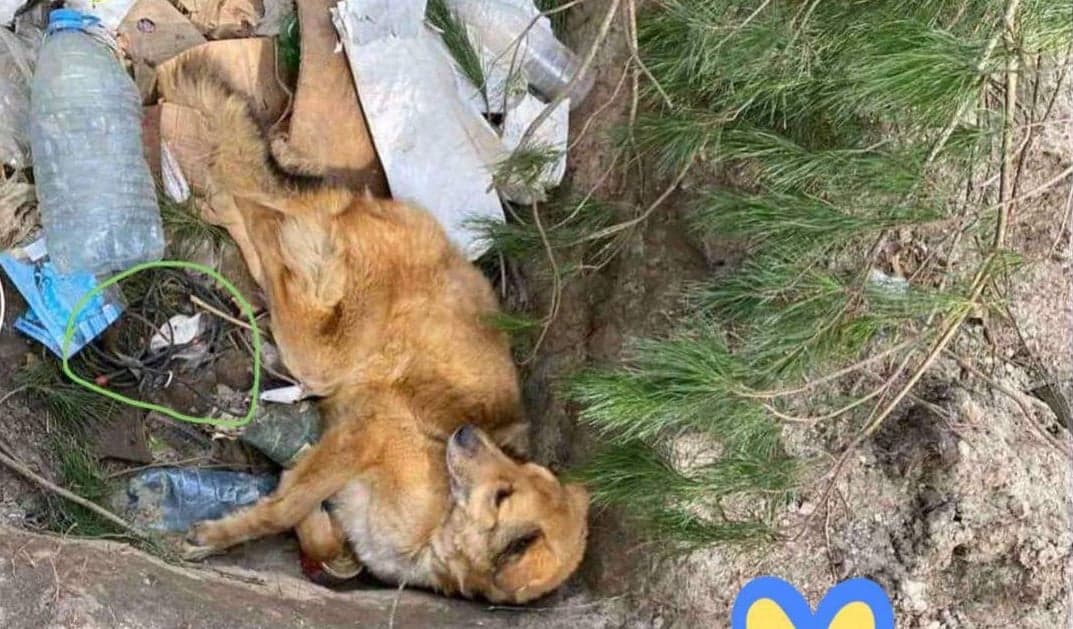 Putin’s troops ‘booby-trapped’ beaten dog with bomb in terror bid – but the pooch survived