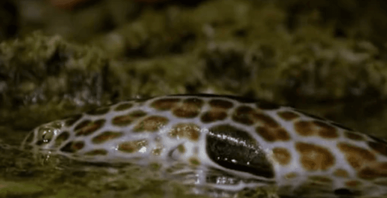 Footage of rare walking shark on land terrifies the internet