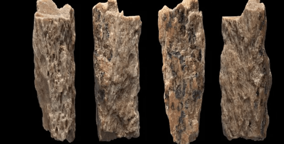 Incredible case of the only known individual whose parents were two different species