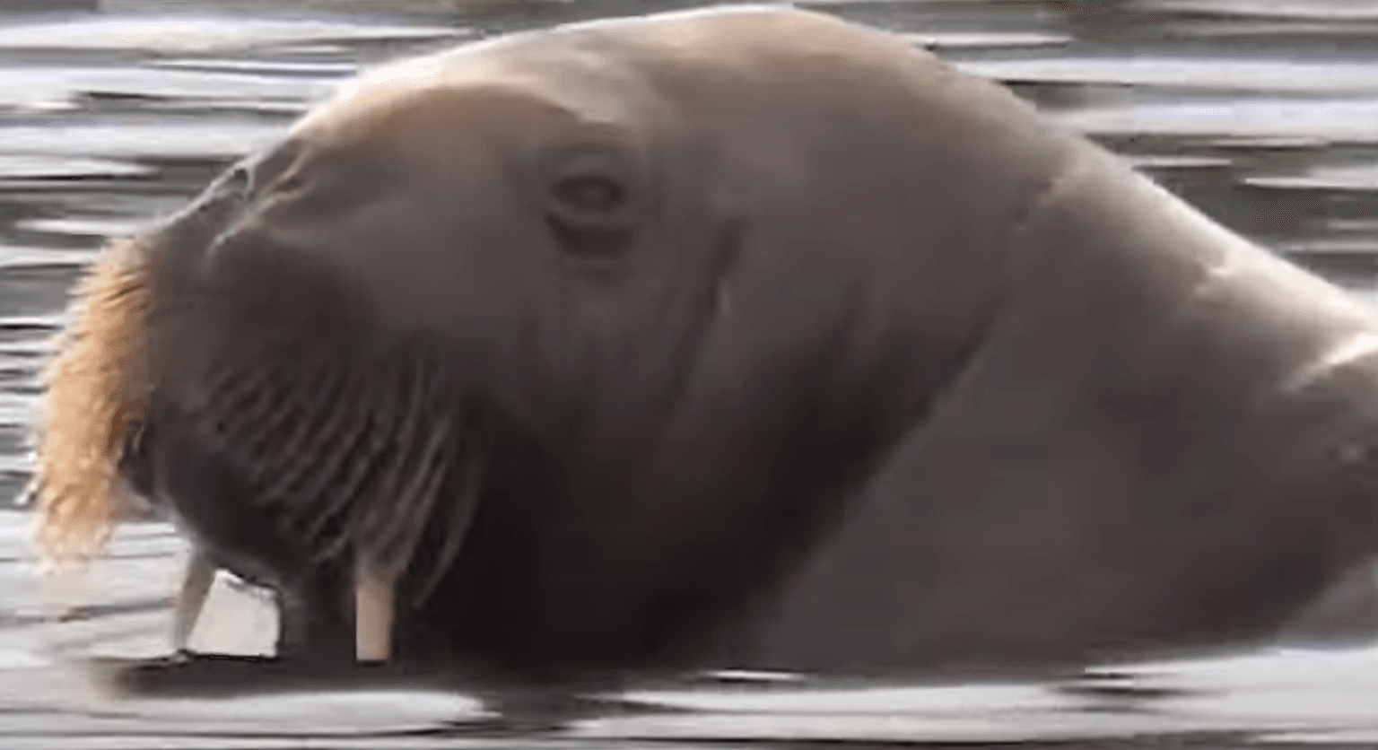 Freya the walrus killed because people wouldn’t keep away