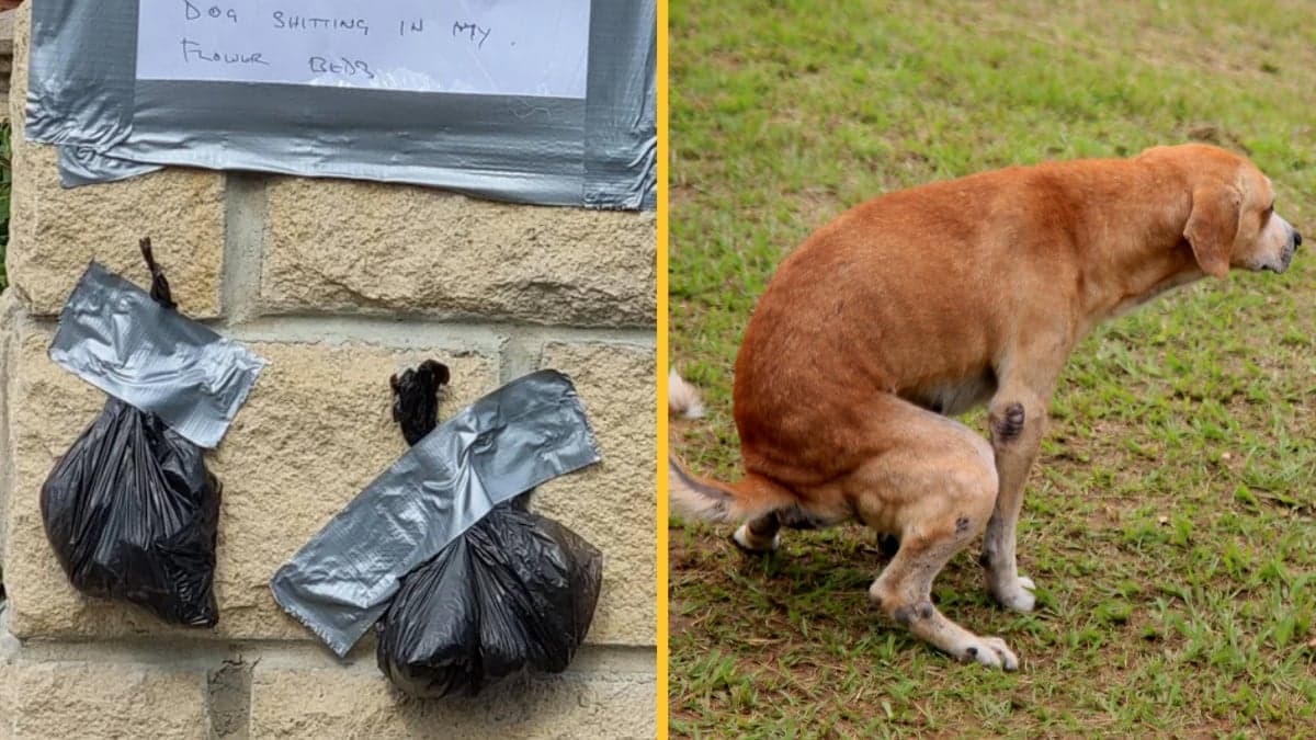 Angry neighbour tapes poo to wall in threat to owner who kept letting dog s**t in their garden