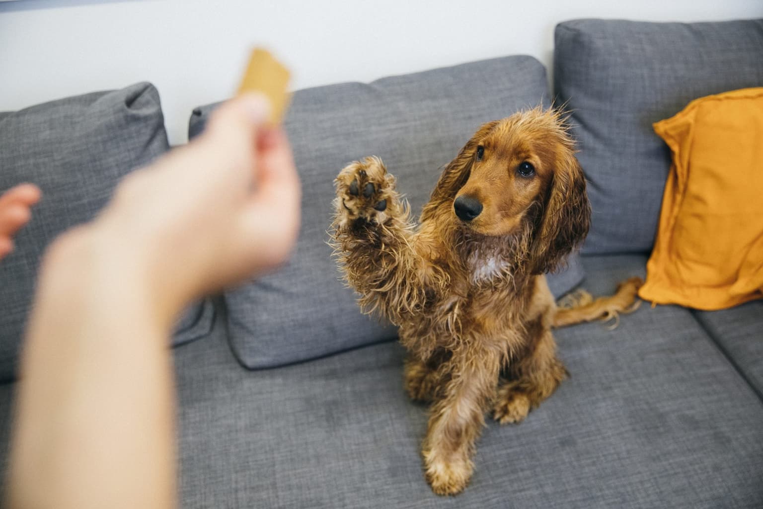 Dogs can detect human distress with nearly 94% accuracy, study shows