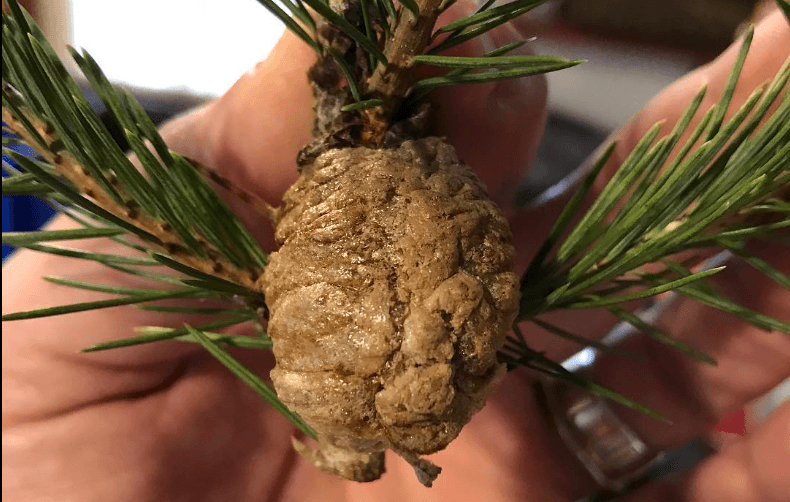 Warning to check Christmas trees for mysterious clumps that need to be removed immediately