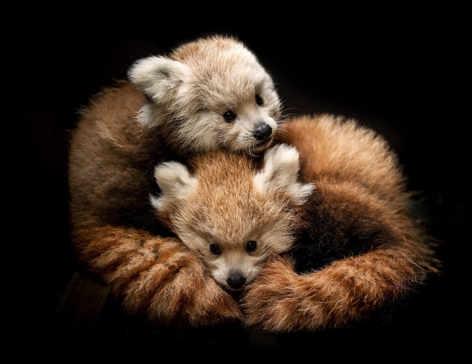Pair of rare red panda cubs die at safari park after cold snap