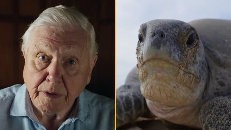 Viewers in tears at ‘horrifying’ Planet Earth III Viewers in tears at ‘horrifying’ Planet Earth III