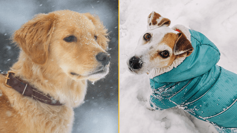 Expert issues warning over when it’s too cold to walk your dog Expert issues warning over when it’s too cold to walk your dog
