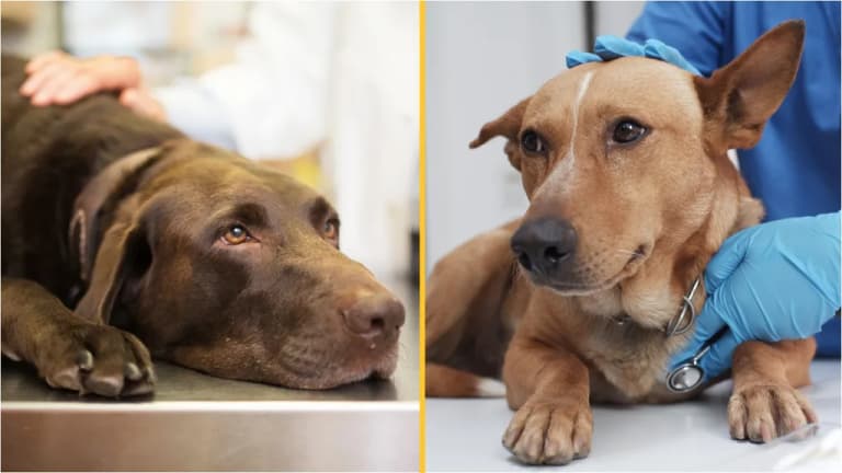 Vet’s heartbreaking plea to owners putting pets to sleep Vet’s heartbreaking plea to owners putting pets to sleep