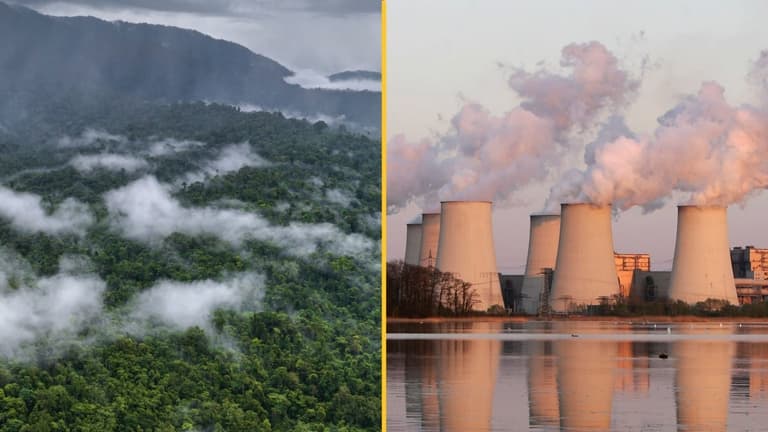 Trees absorbed almost no CO2 last year and scientists are struggling to explain why Trees absorbed almost no CO2 last year and scientists are struggling to explain why