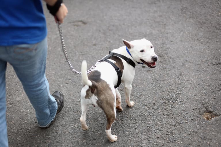 The science behind the perfect dog walk has been revealed The science behind the perfect dog walk has been revealed