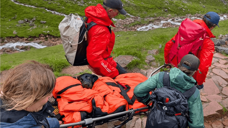 ‘Stoned’ dog rescued from Ben Nevis after ‘eating discarded cannabis’ ‘Stoned’ dog rescued from Ben Nevis after ‘eating discarded cannabis’