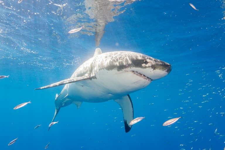 Great white sharks are ‘already in UK’ as they head further north Great white sharks are ‘already in UK’ as they head further north