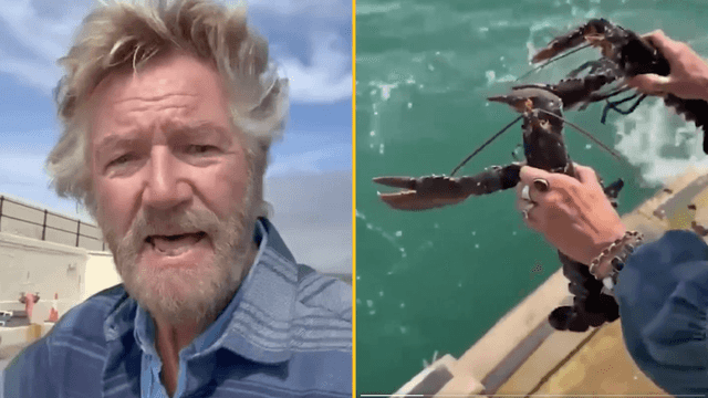 Noel Edmonds sparks controversy after ‘freeing’ two farm-shop lobsters into the sea Noel Edmonds sparks controversy after ‘freeing’ two farm-shop lobsters into the sea