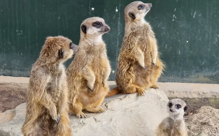 Meerkats killed after tunnel collapses at Leicestershire Wildlife Park Meerkats killed after tunnel collapses at Leicestershire Wildlife Park