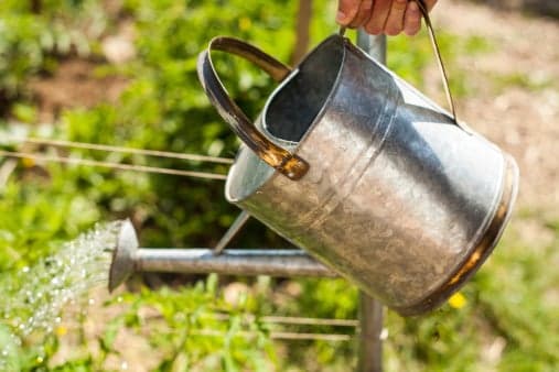 Instagram account pouring jug of water on grass until it turns green goes immediately viral Instagram account pouring jug of water on grass until it turns green goes immediately viral