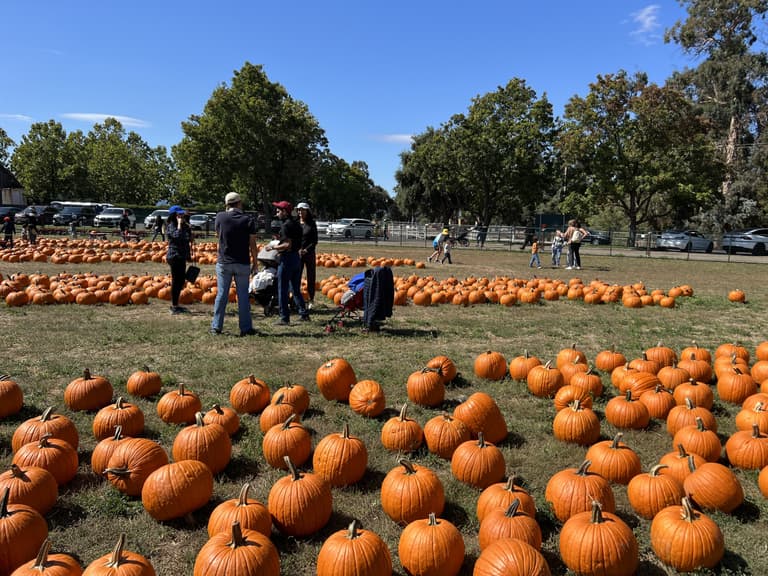 UK heatwave wipes out this year’s pumpkin picking season UK heatwave wipes out this year’s pumpkin picking season