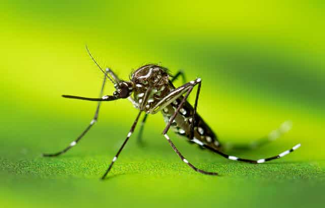 East London said to be the breeding spot for invasive mosquito species East London said to be the breeding spot for invasive mosquito species