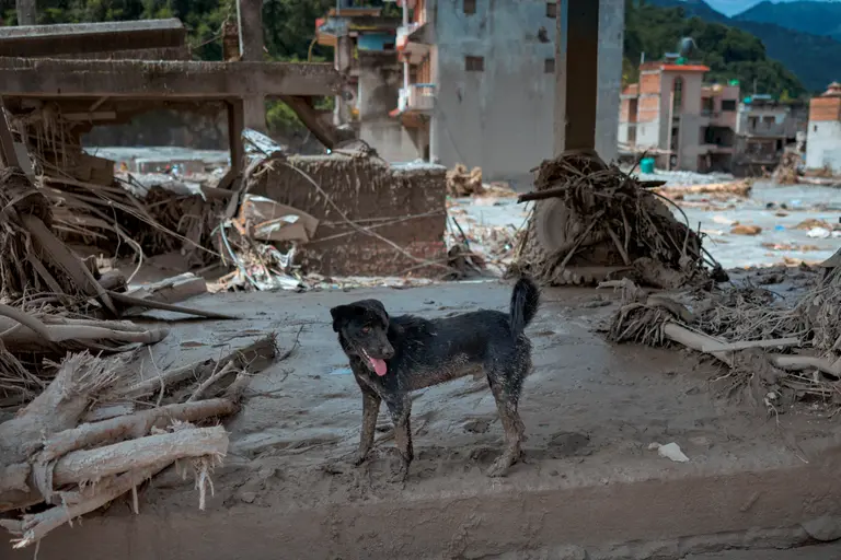 Loyal dog refuses to leave family home washed away by floods in Nepal Loyal dog refuses to leave family home washed away by floods in Nepal