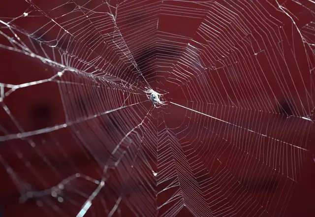 Why you may spot more spiders at your home in Autumn and how to deal with them Why you may spot more spiders at your home in Autumn and how to deal with them