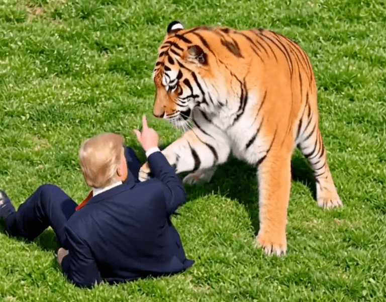 Trump blasted for sharing AI video of himself fighting tiger that killed man Trump blasted for sharing AI video of himself fighting tiger that killed man
