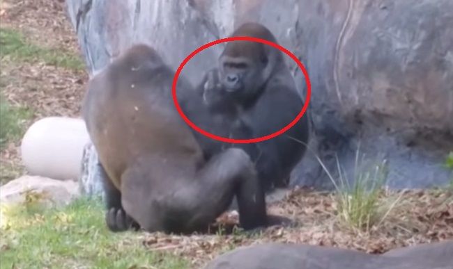 Throw Pillow young gorilla sticking up its middle finger 