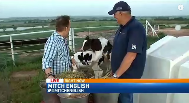 News reporter unfazed by horny cows interrupting his live report (Video ...