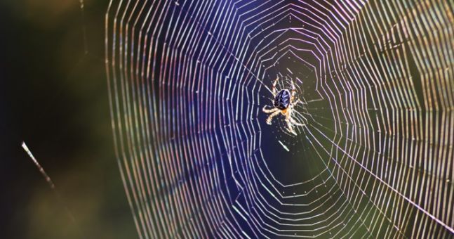 This giant spider in Australia will haunt your dreams