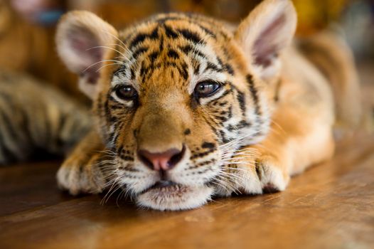 Bodies of 40 tiger cubs found in Thai temple freezer