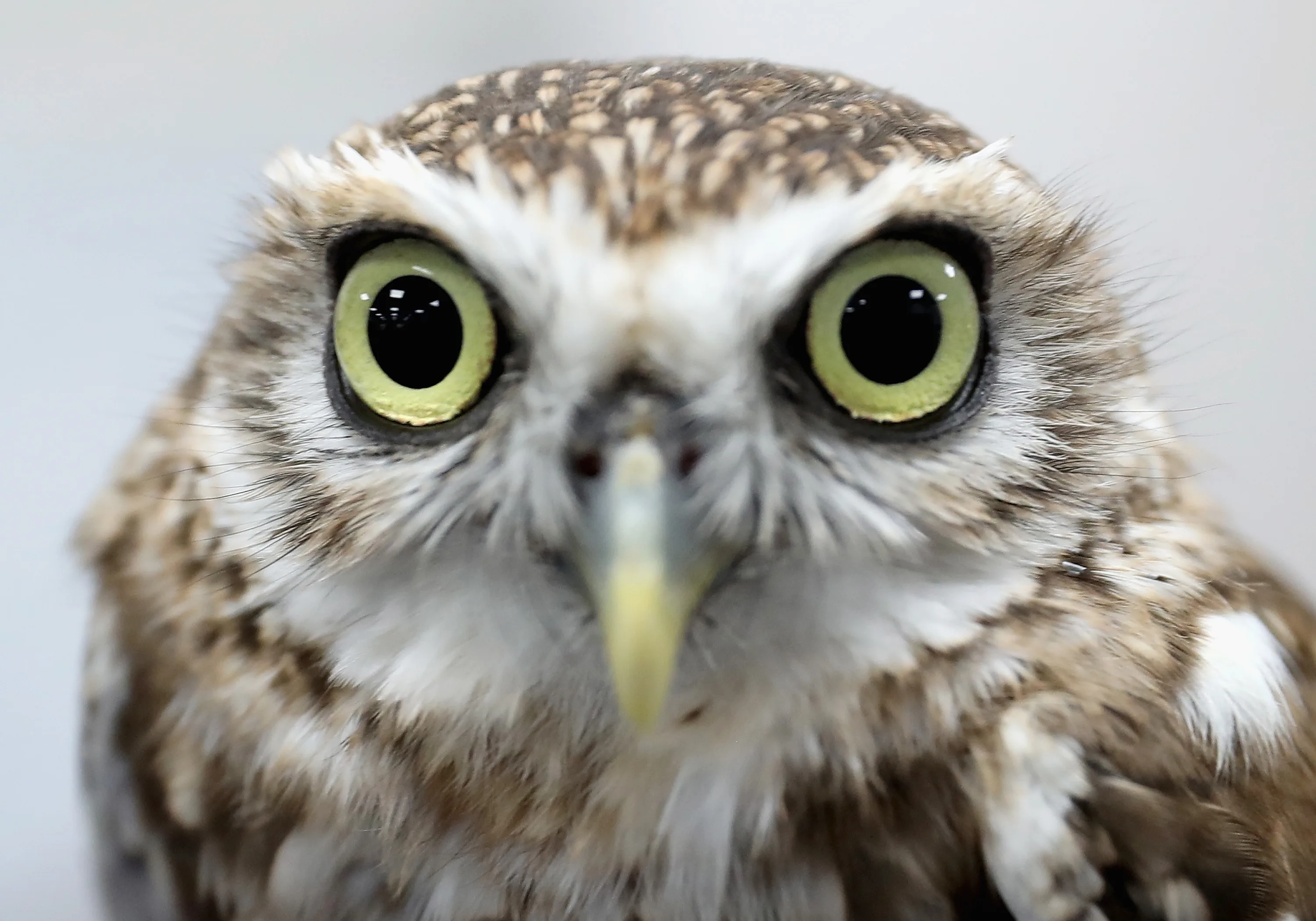 This is what an owl looks like without feathers and it is horrifying ...