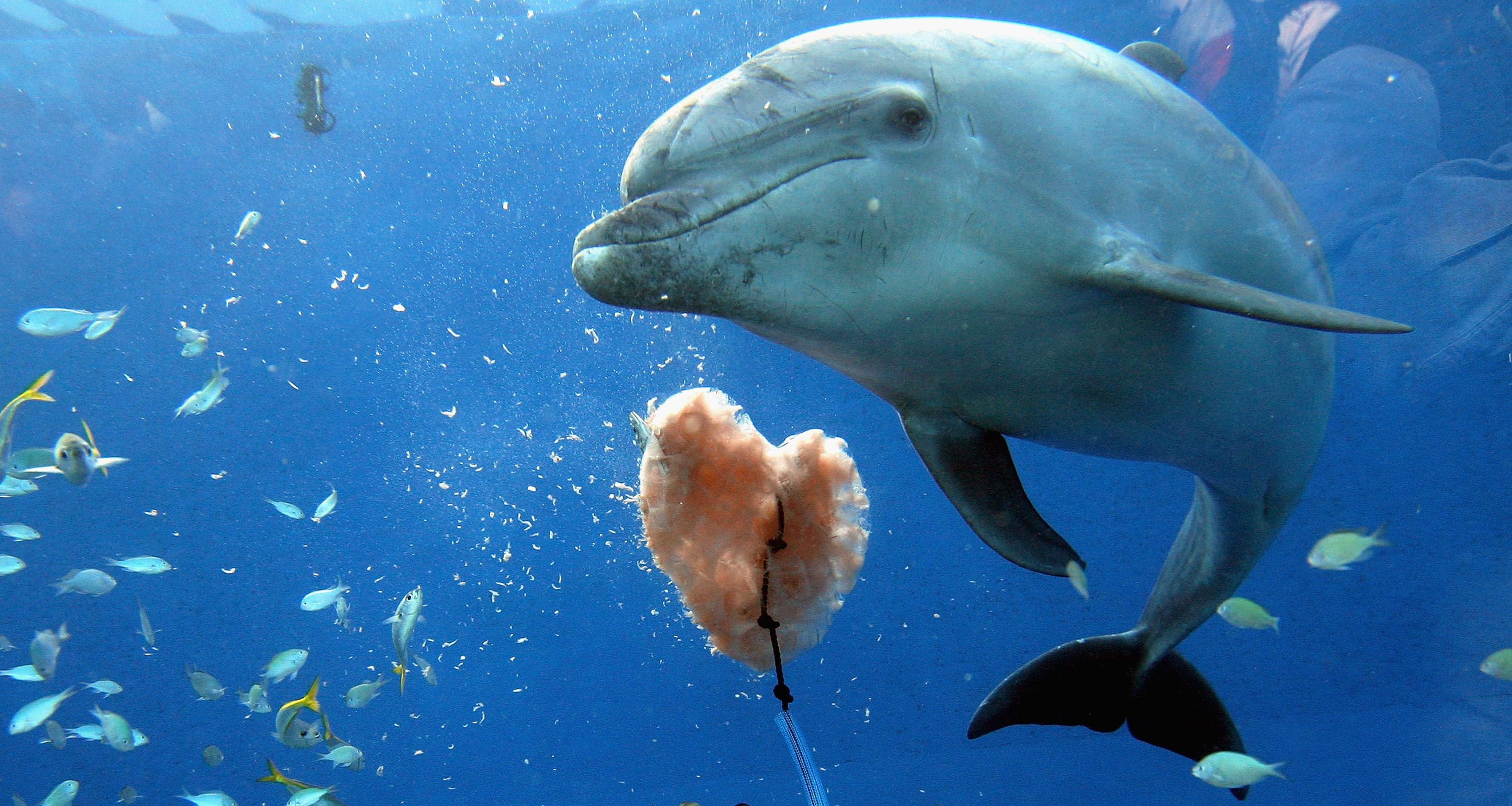 Sexually confused dolphin causes swimming ban at French beaches