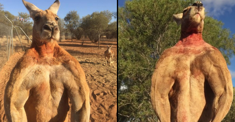 Roger The Ripped Kangaroo Passes Away Aged 12 - JOE.co.uk