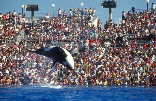 Why Travel Giant Expedia Will No Longer Sell Tickets to SeaWorld