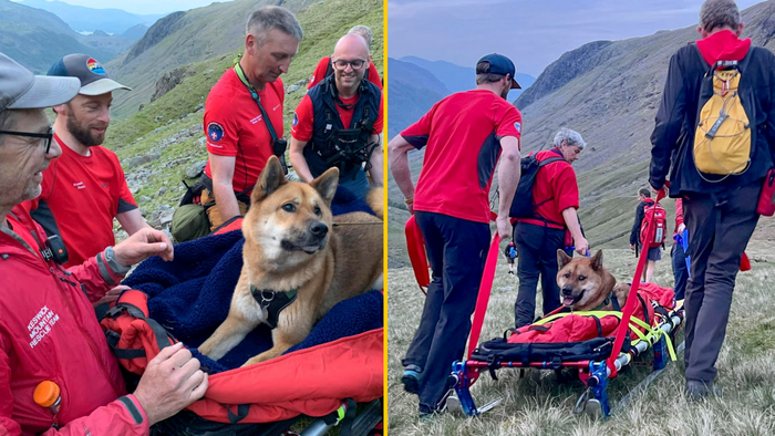 Mountain rescue sent up Scafell Pike to stretcher dog ‘too tired’ to ...