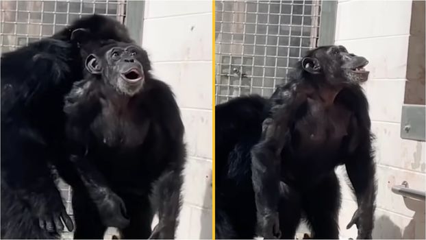 Heartwarming footage shows moment chimp gazes in awe at open sky