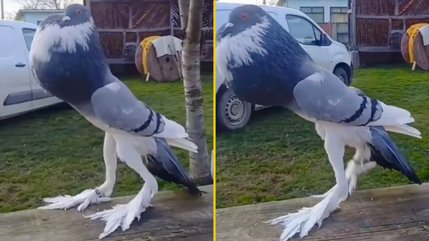 ‘Mutant pigeon’ with giant feet is leaving people seriously disturbed ...